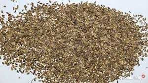 Nasiona KOPER ogrodowy WYSYŁKA za pobraniem