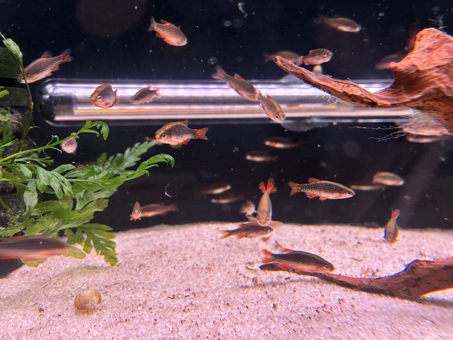 Razbora Galaxy SUPER