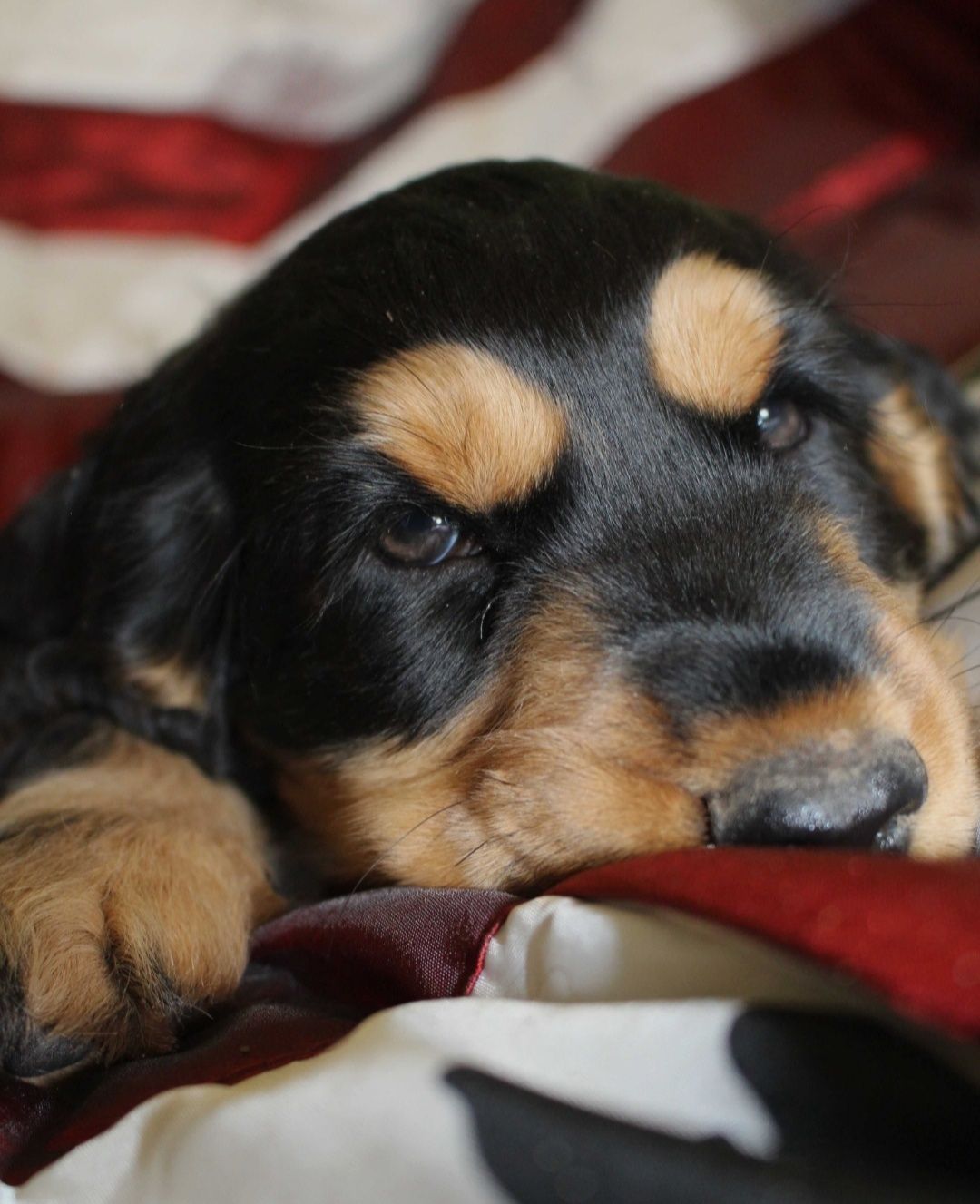 Piesek Cocker Spaniel
