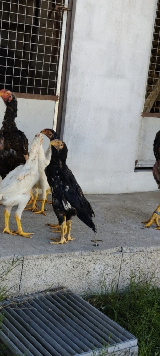 Franguinhos shamos