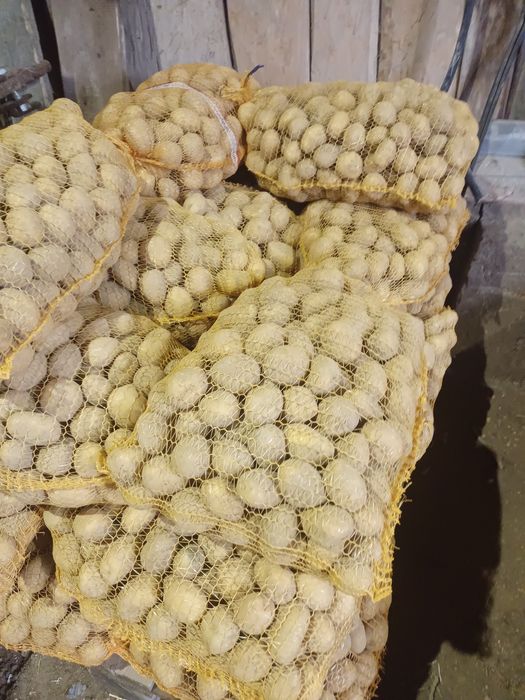 Ziemniak Soraya wielkość sadzeniaka