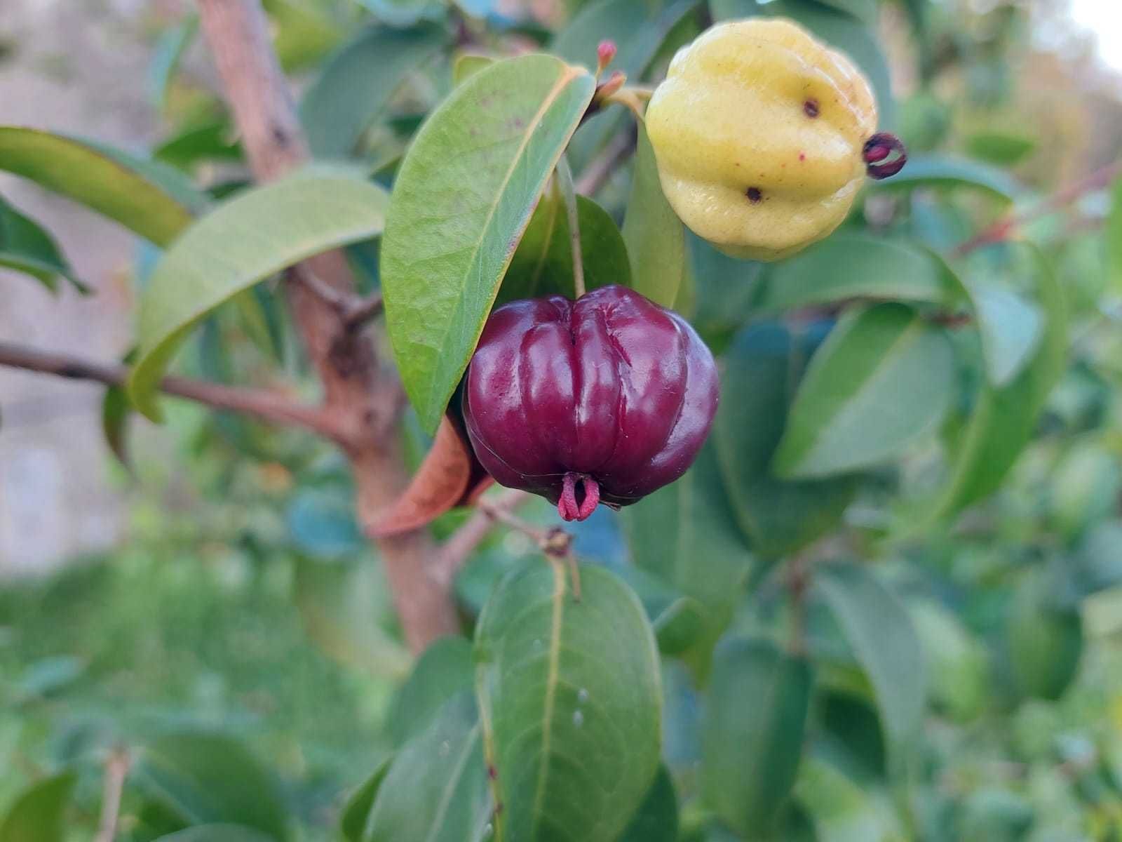 Pitanga Negra - Eugenia Uniflora var. Negra