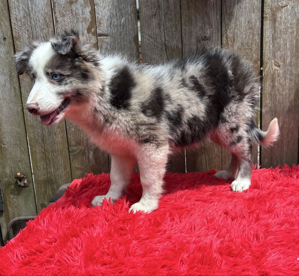 Border collie- piesek blue-merle