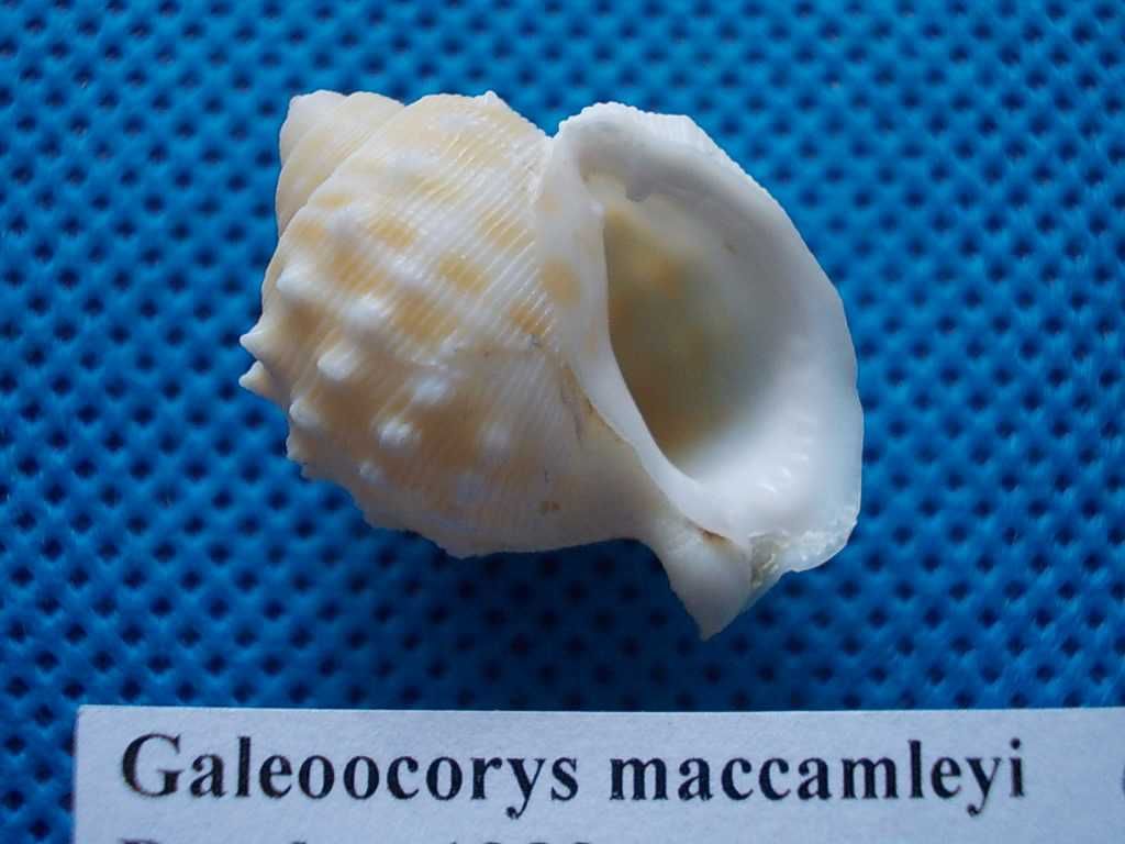 Muszle morskie- Galeodea maccamleyi