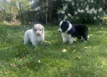 Border collie- ZKwP/FCI