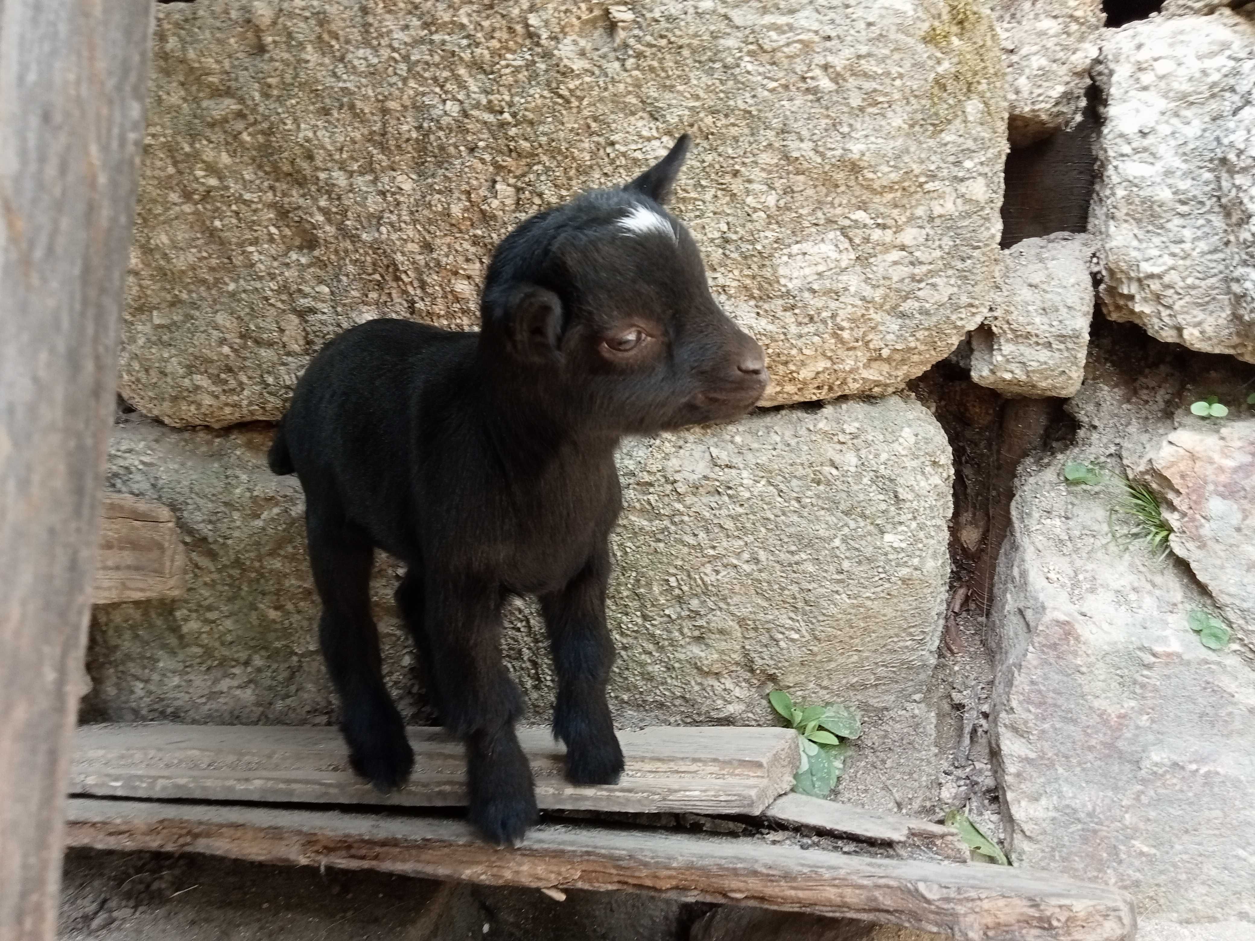 Cabras anãs/ israelitas