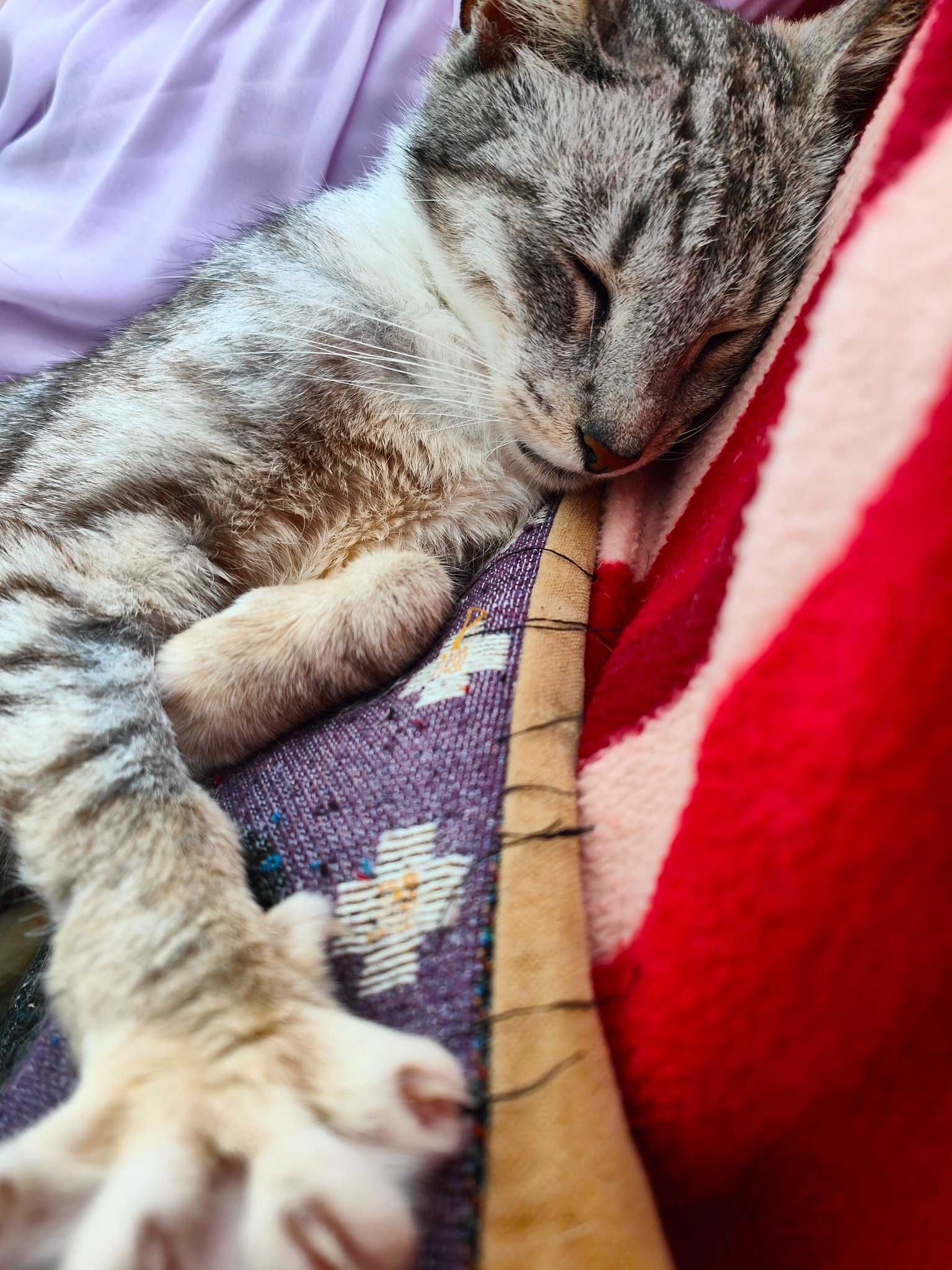 Biedronka kotka do adopcji srebrne futro 5 łat ze schroniska towarzyst