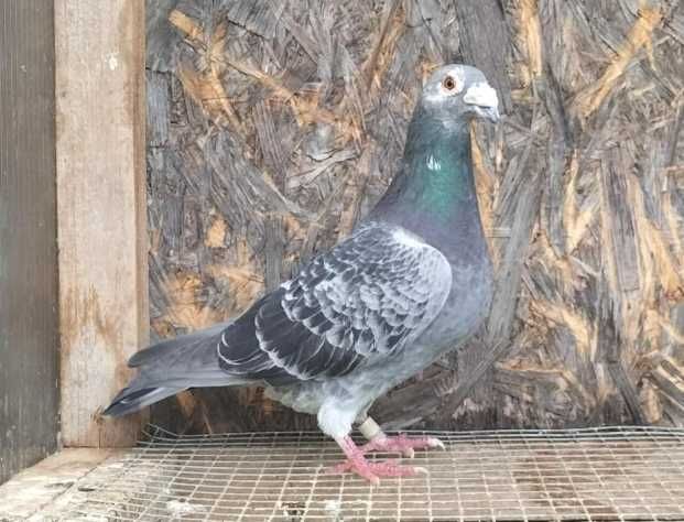 Gołębie pocztowe