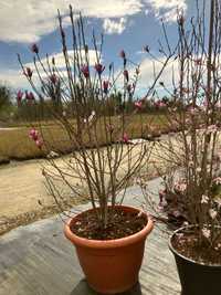 Magnolia duza  3-4 Metry