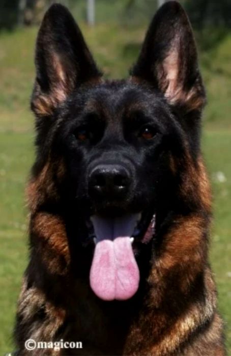 Owczarek niemiecki krótkowłosy