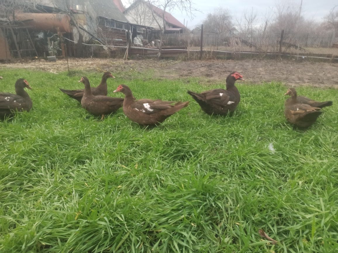 Шипуни інкубаційне яйце індокачки, мускусні качки