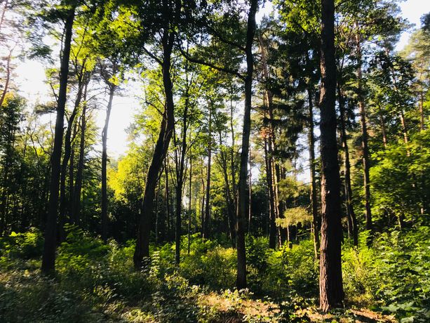 Działka budowlana 2109 m2, mieszkaj w pięknym lesie w mieście