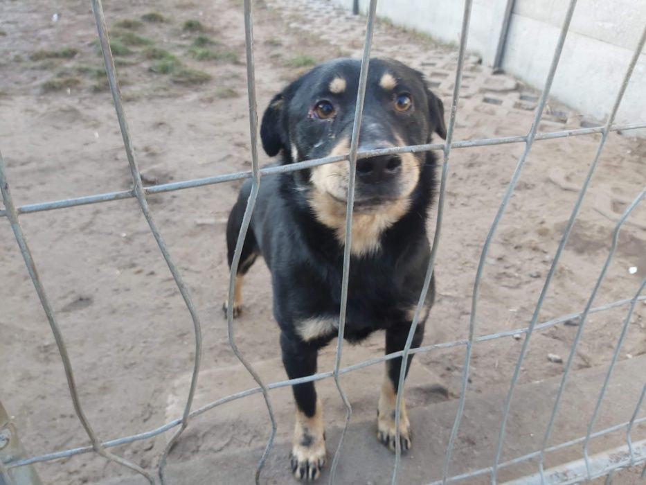 Adopcja!Piękne pieski, duży wybór. Szczepione,kastrowane.
