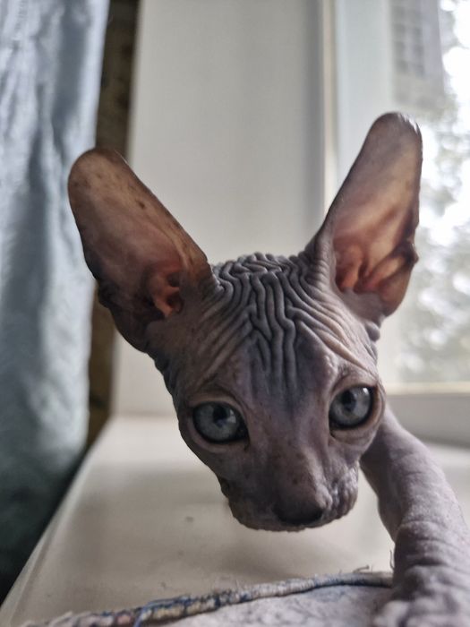 Хлопчик сфінкс!!