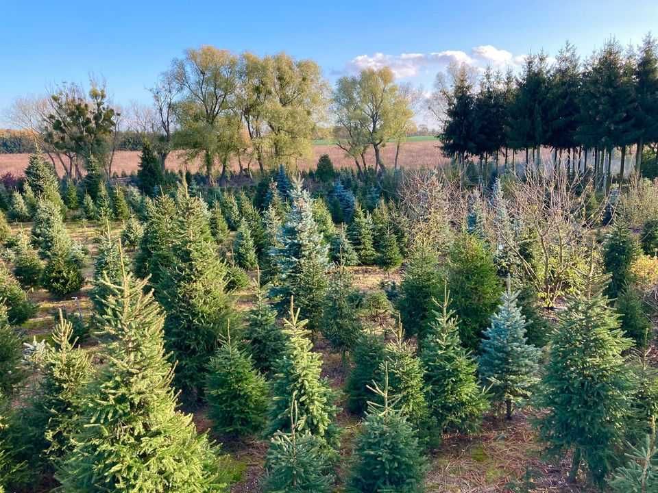 Choinki, drzewka świąteczne, plantacja