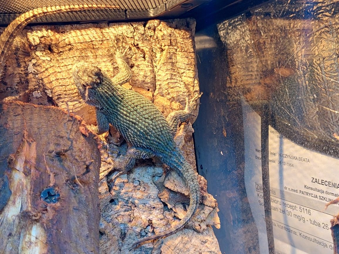 2.2 Sceloporus malachitus / Legwanik malachitowy