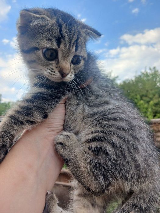 Продам шотландскуя вислоухую