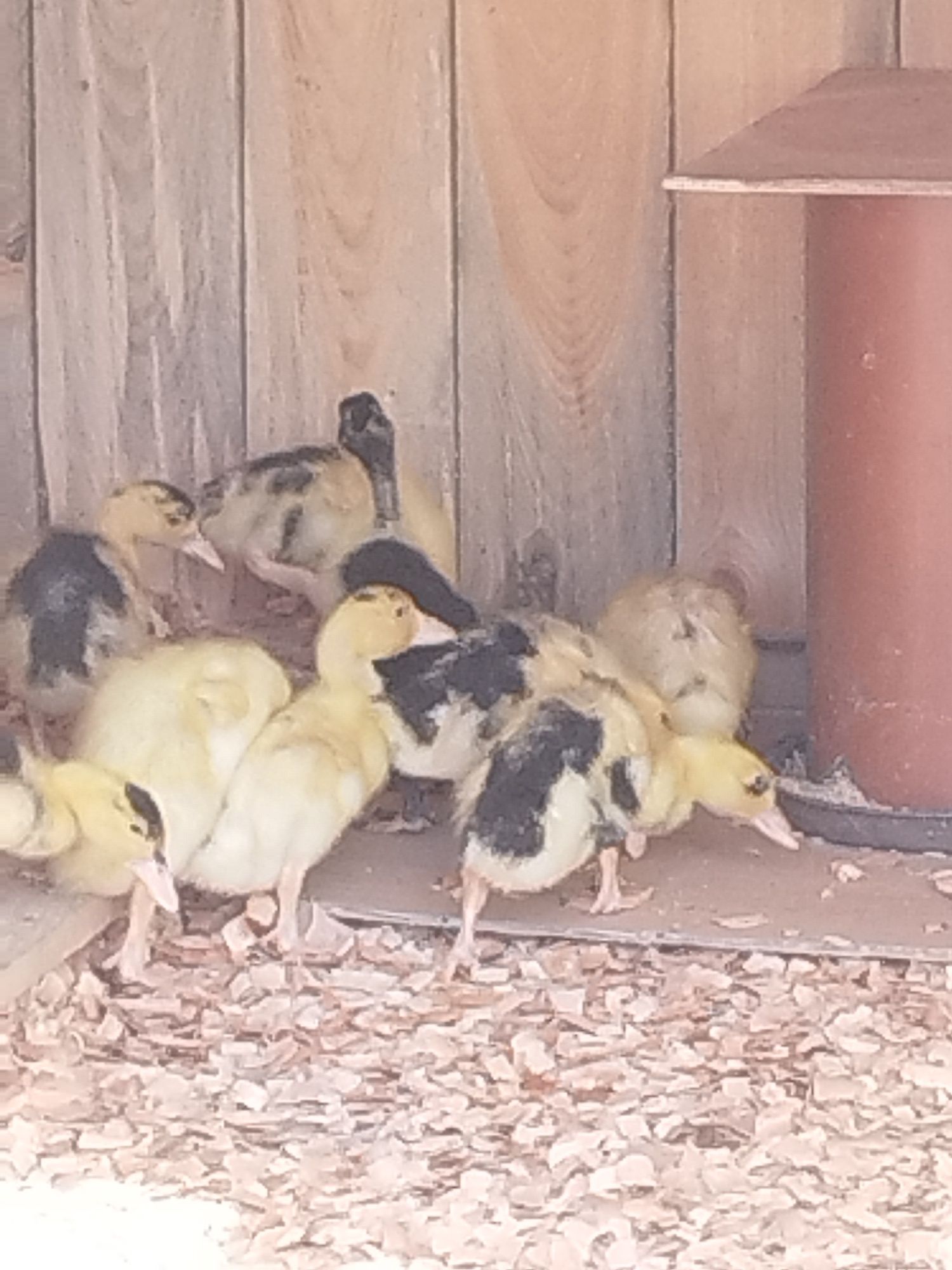Kaczki Pekin krzyżówka