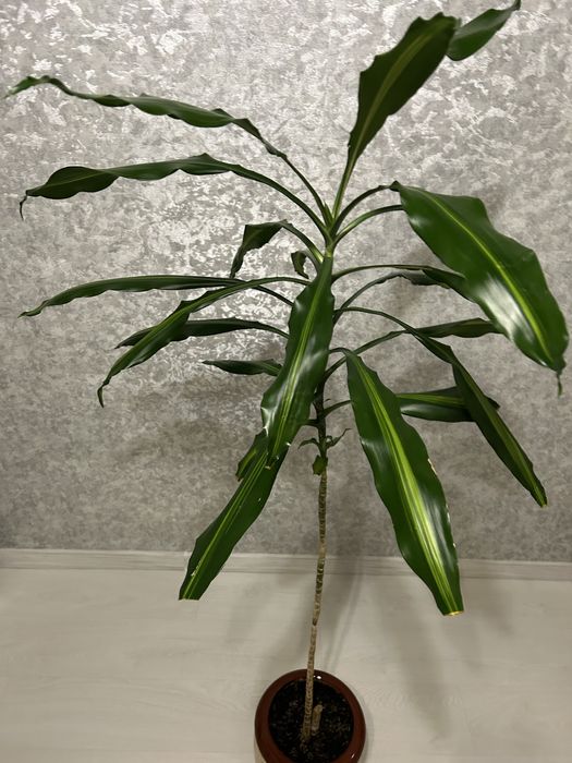 Квіти великі Дроцена широколистная