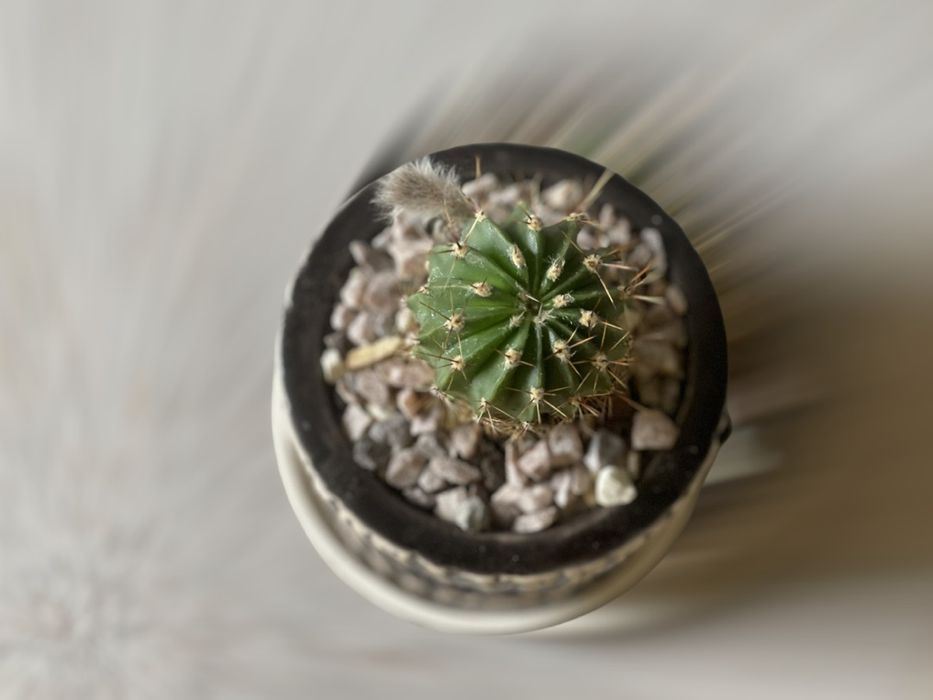 Ехінопсис кактус з керамічним горщиком