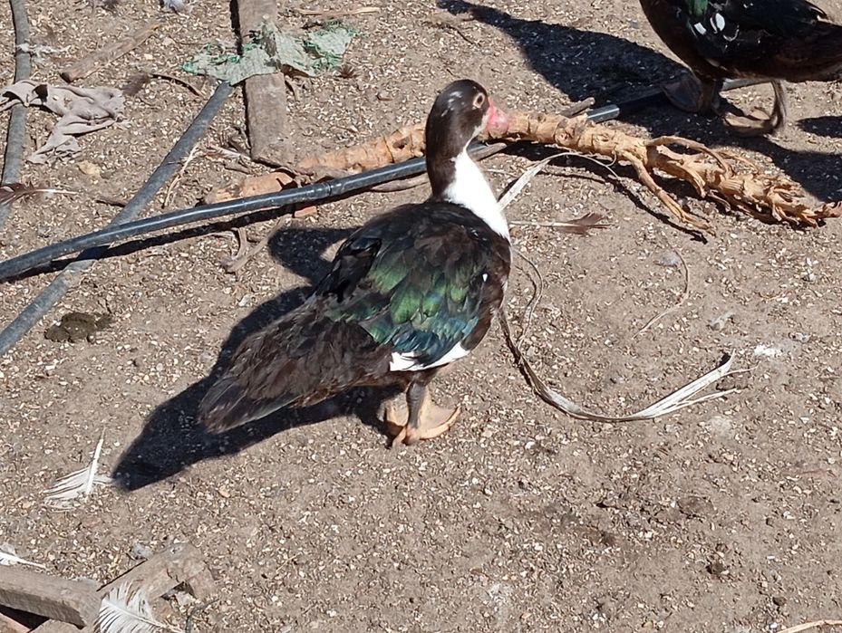 Patos mudos disponíveis