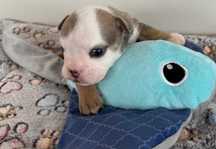 Buldog angielski sunia