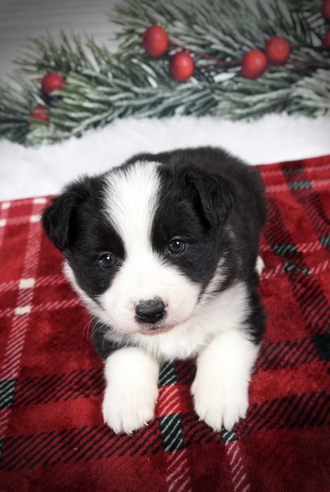 Border collie suczka czarno biała po zdrowych rodzicach