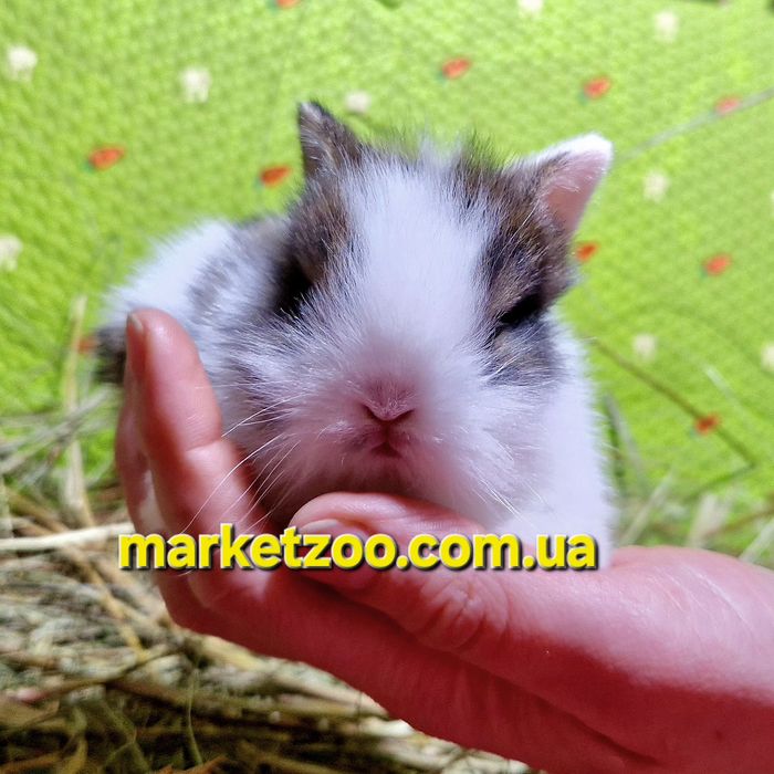 Мини кролик міні карликовий карликовый,карликові,карликовые левоголови