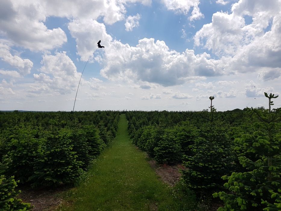 Jodła Kaukaska Abies Nordmann z Danii Green Product Dania