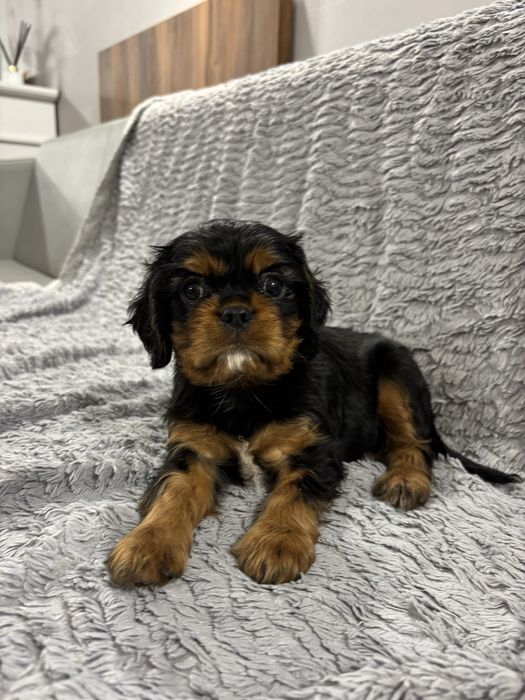 Cavalier king charles spaniel