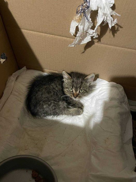 Кошеня у добрі руки!