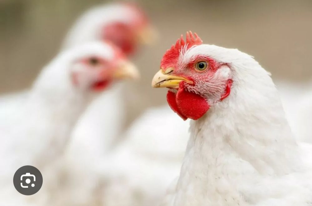 Brojler kurzy kura Kury duze