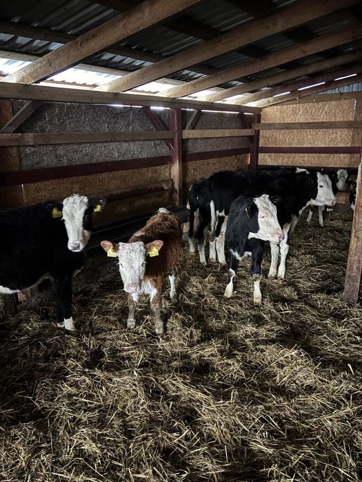 Sprzedam jalowki jedno gospodarstwo