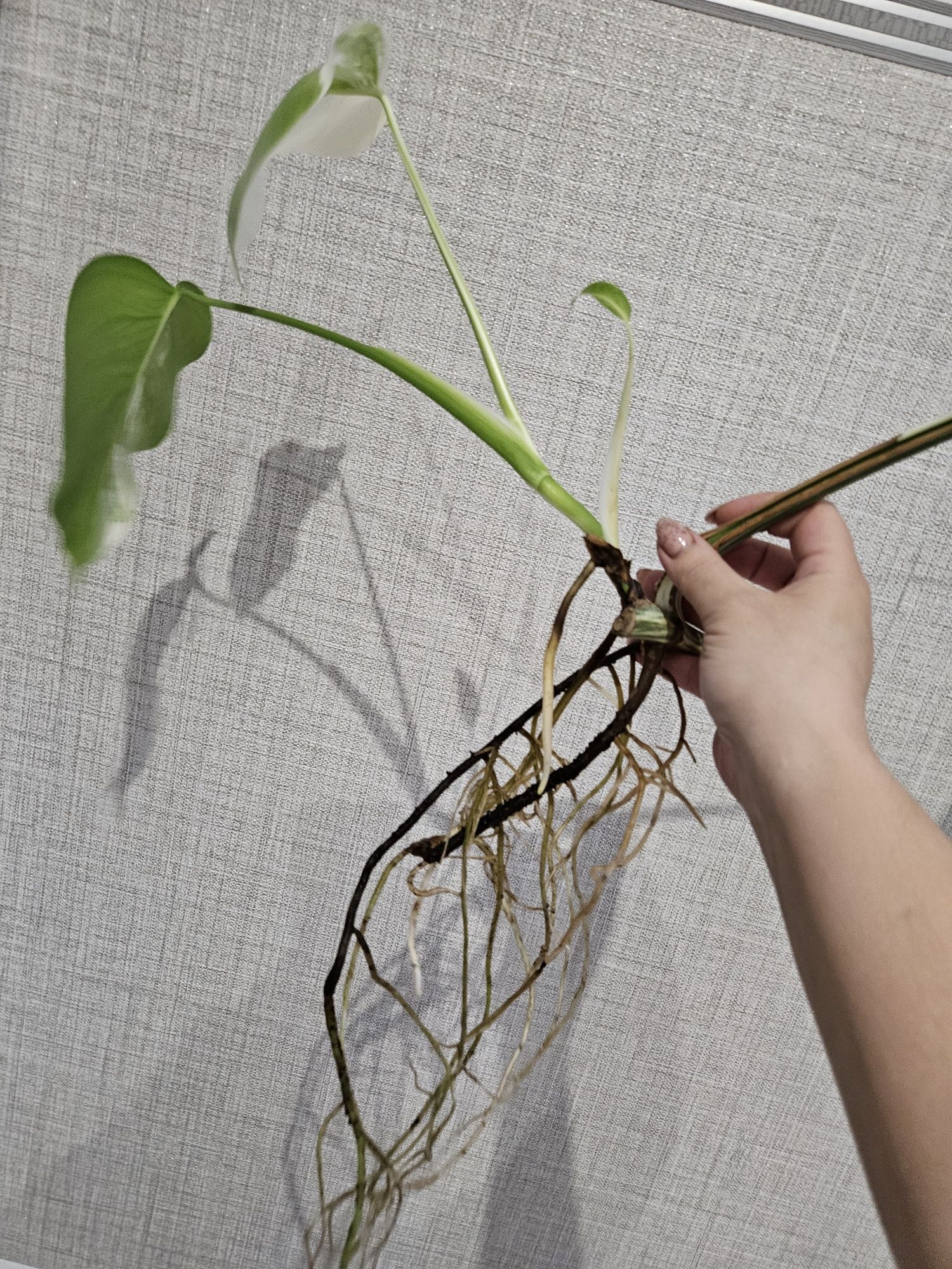 Monstera Variegata