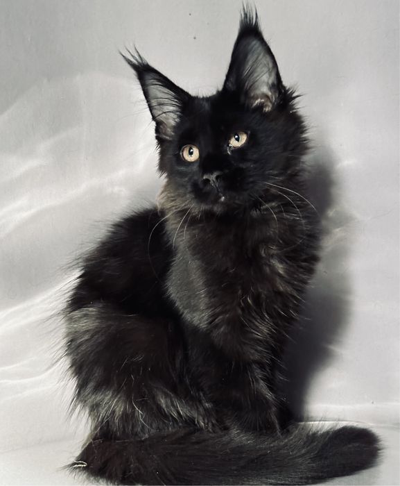 Ласковая черная пантера