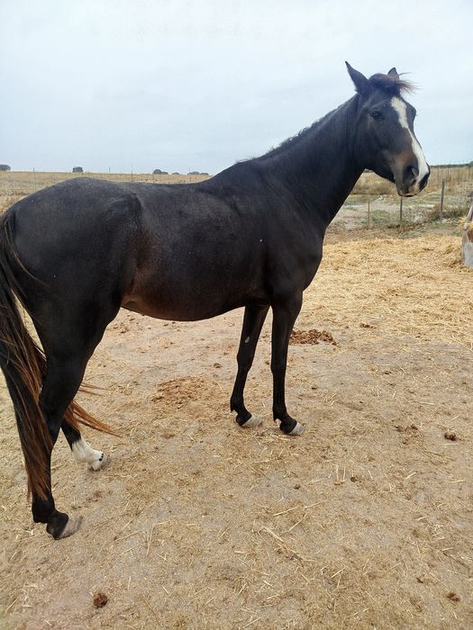 Égua pesenha para sedencia