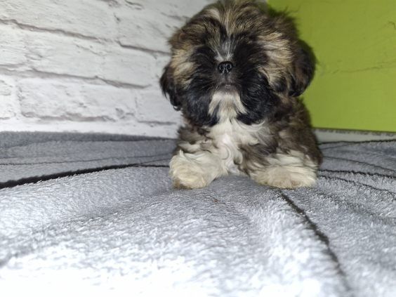 Suczka rasy SHIH TZU