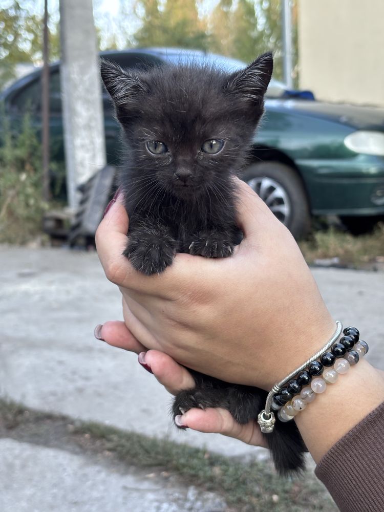 Віддам трьох кошеняток