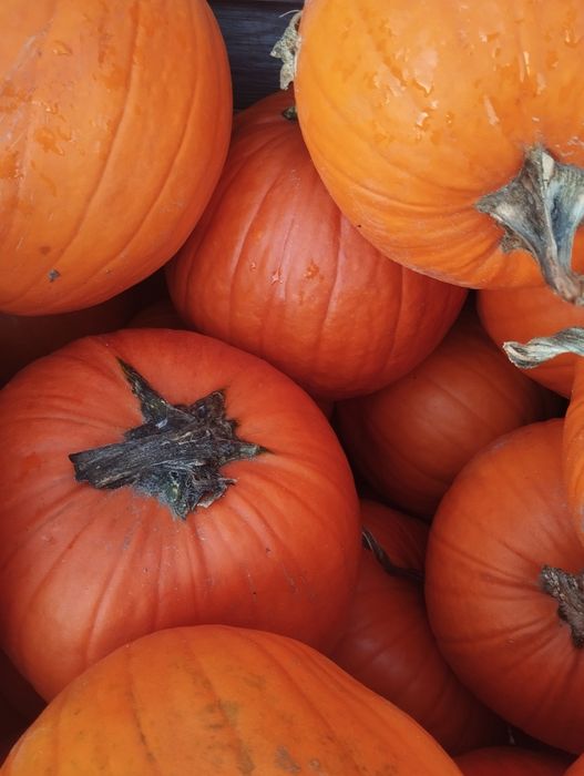 Dynia halloween odsort/nie wybarwiona krzywa 3 t