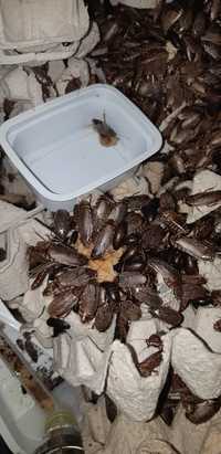 Распродажа мраморный таракан пепельный корм для стрижей рептилий