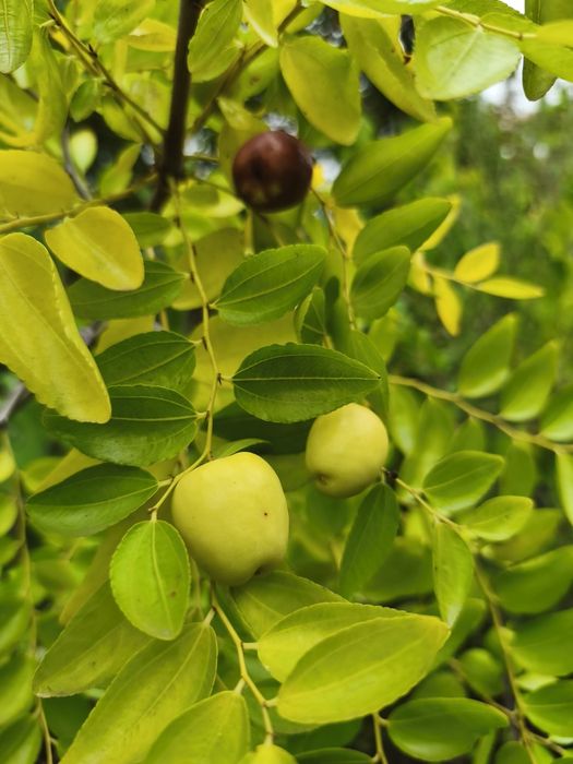 Árvores frutíferas exóticas e tropicais