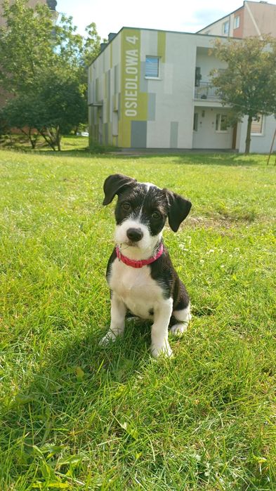 Szczeniak na wydanie