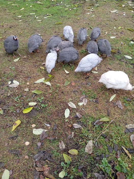 Продам цесарок .