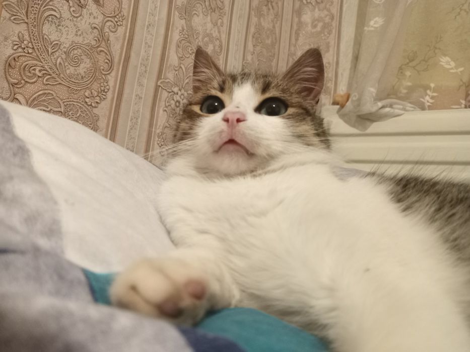 Віддам чудового котика в добрі руки
