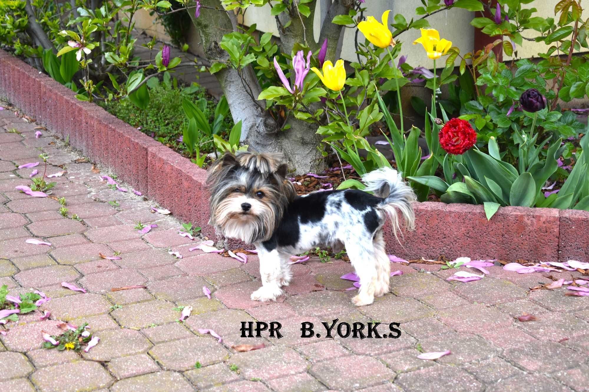 Piesek Biewer Yorkshire Terrier do adopcji