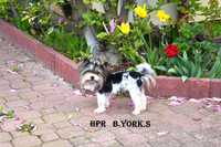 Piesek Biewer Yorkshire Terrier do adopcji