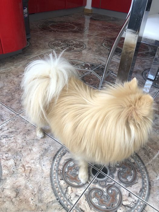 Вязка з породою шпіц