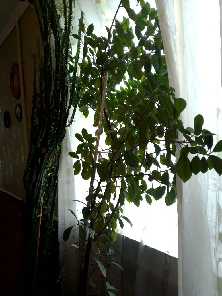 Продаю фікус 2,5 м,8 років