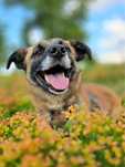 Malina – sunia o sercu ze złota i uśmiechu jak lato! Adopcja