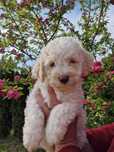 Lagotto Romagnolo